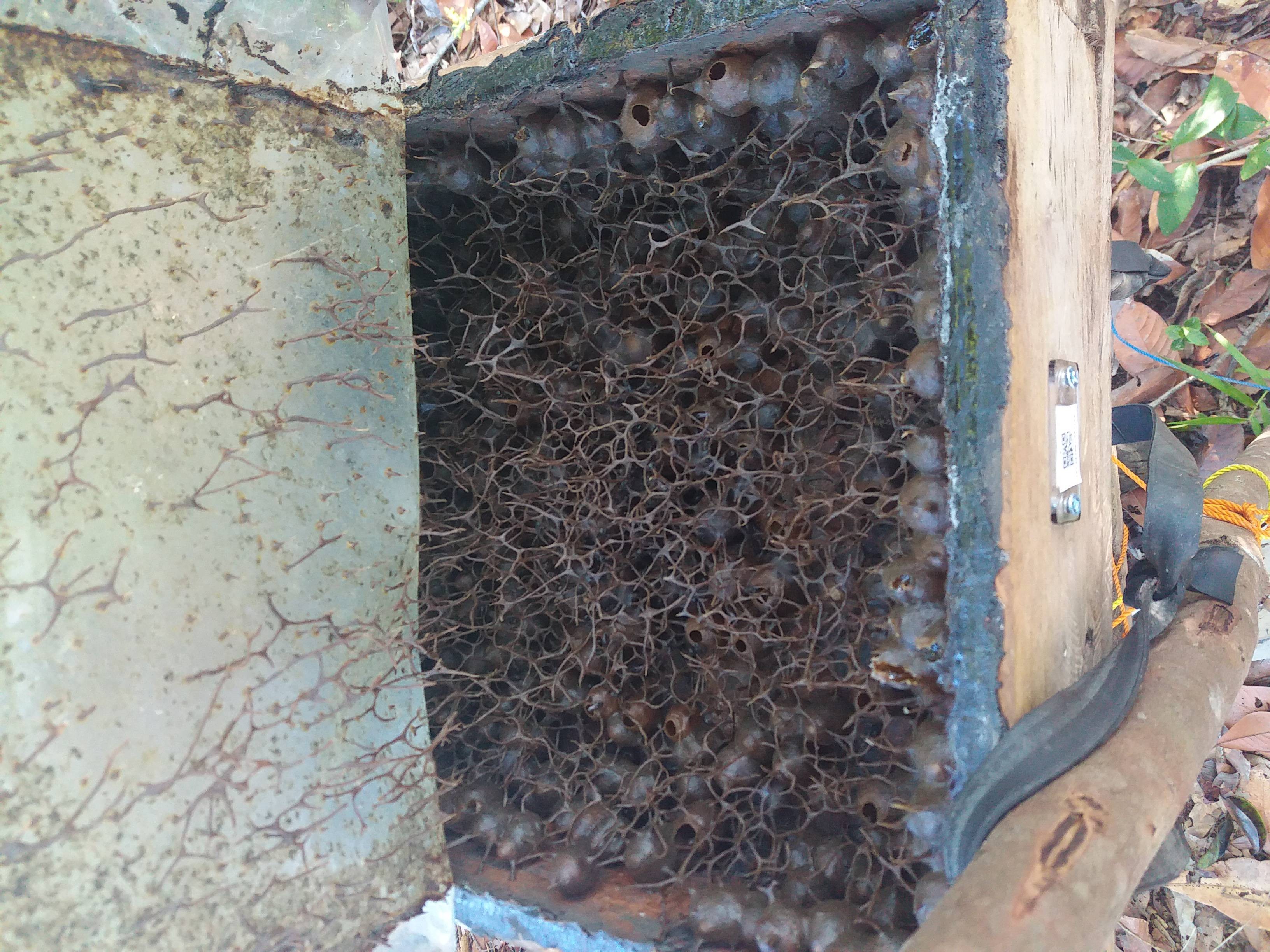 Hive #F57.2A1691.241724