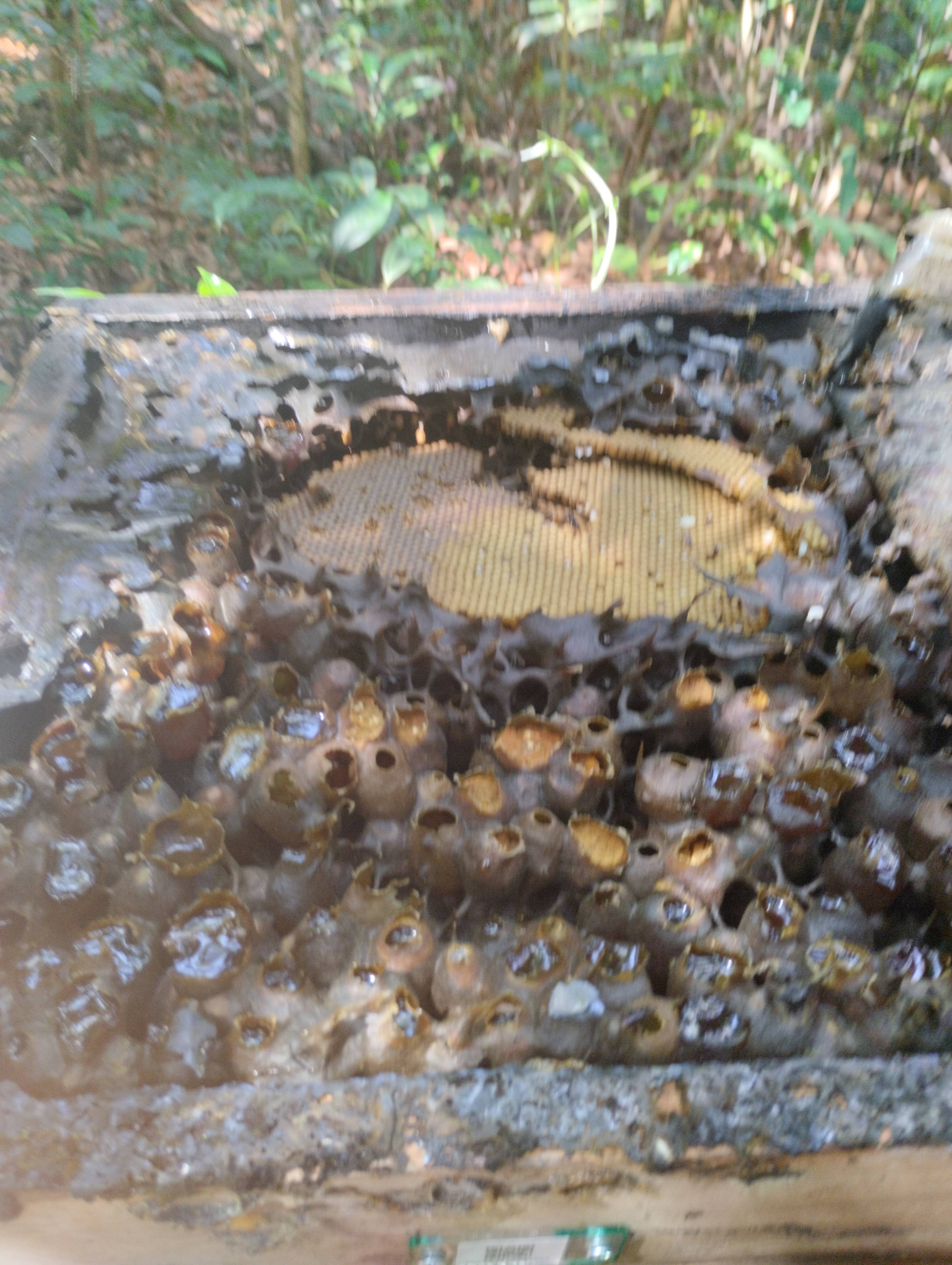 Hive #F57.2A1870.241903
