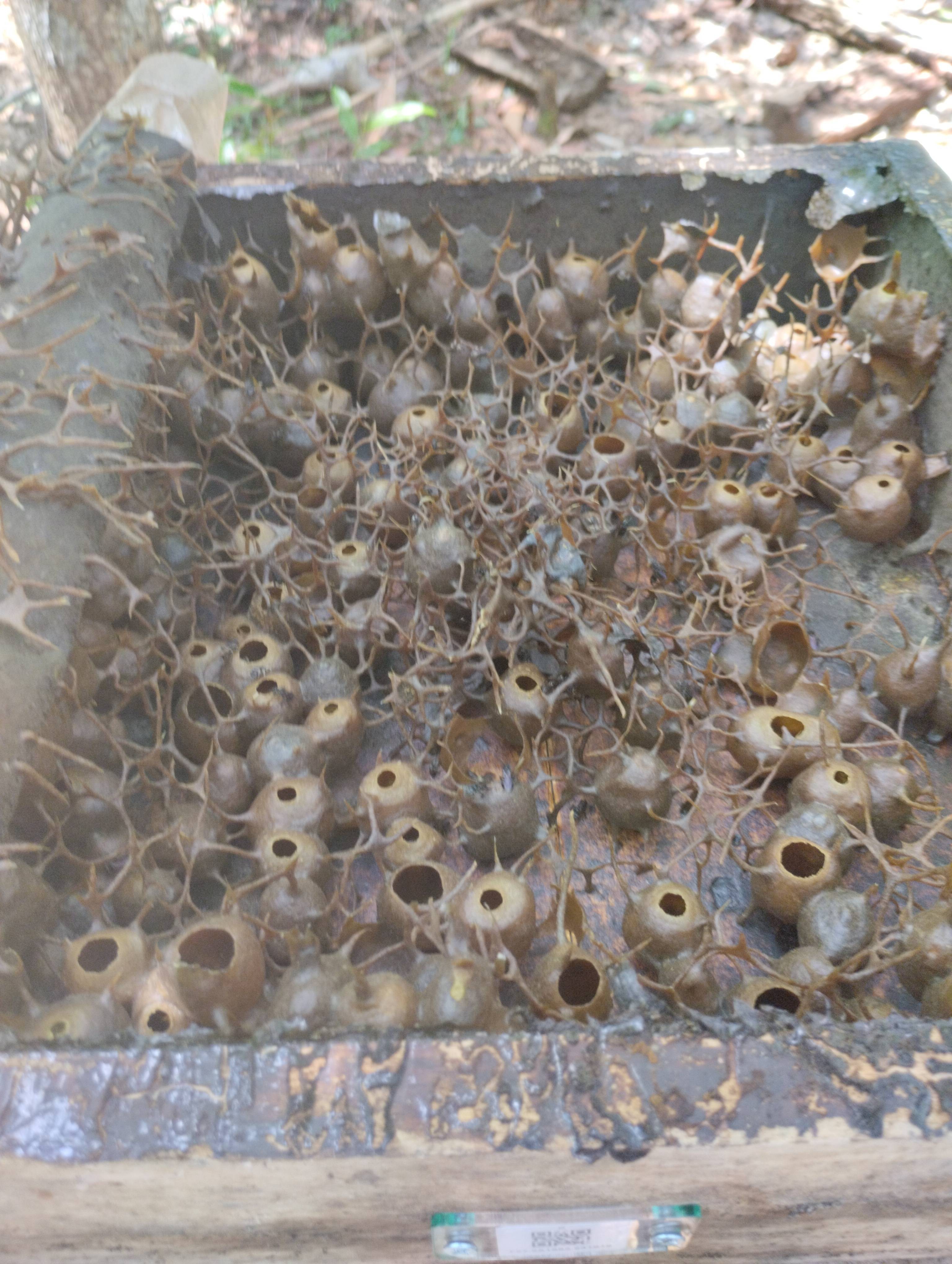 Hive #F57.2A1883.241916