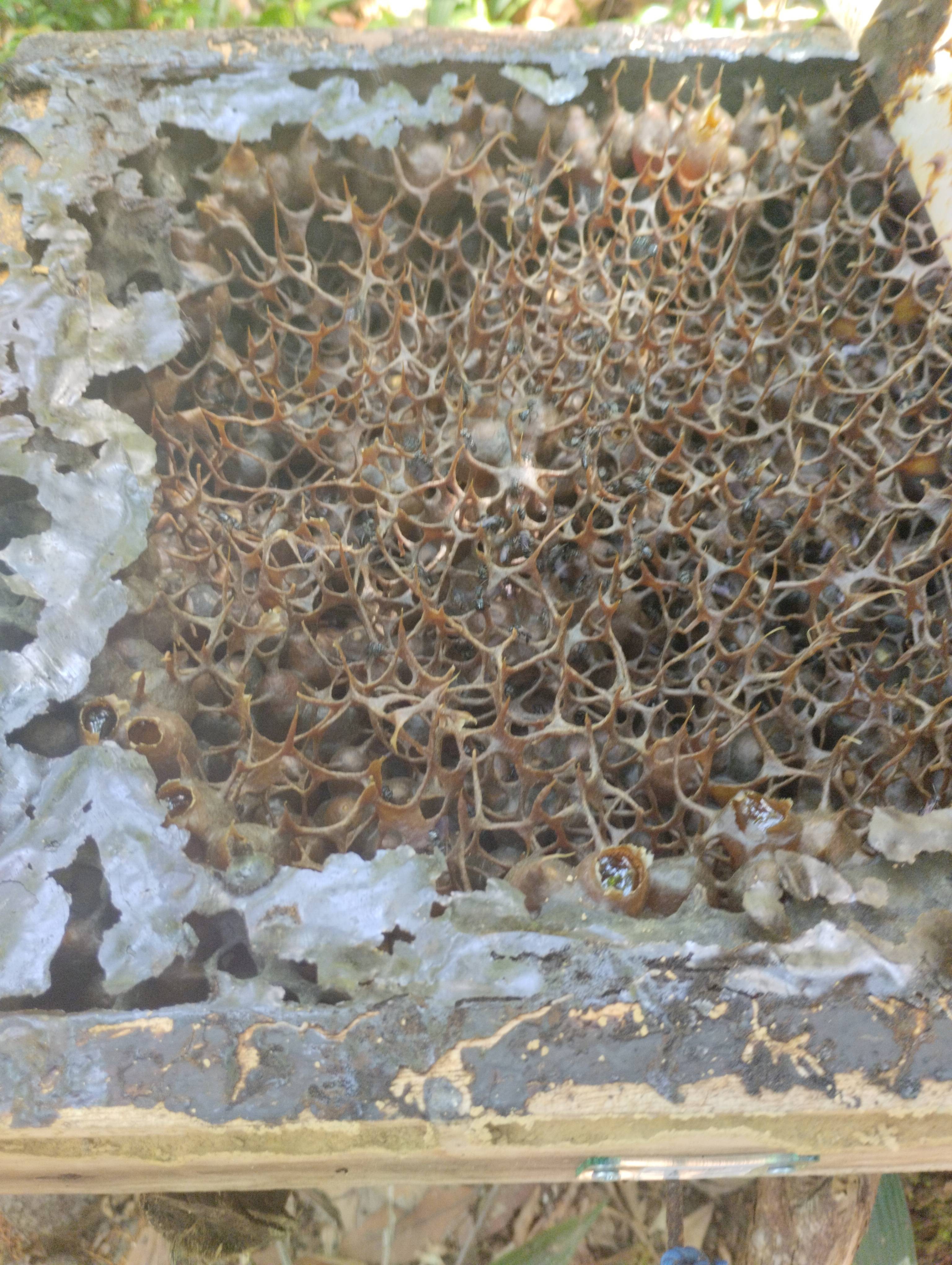 Hive #F57.2A1889.241922