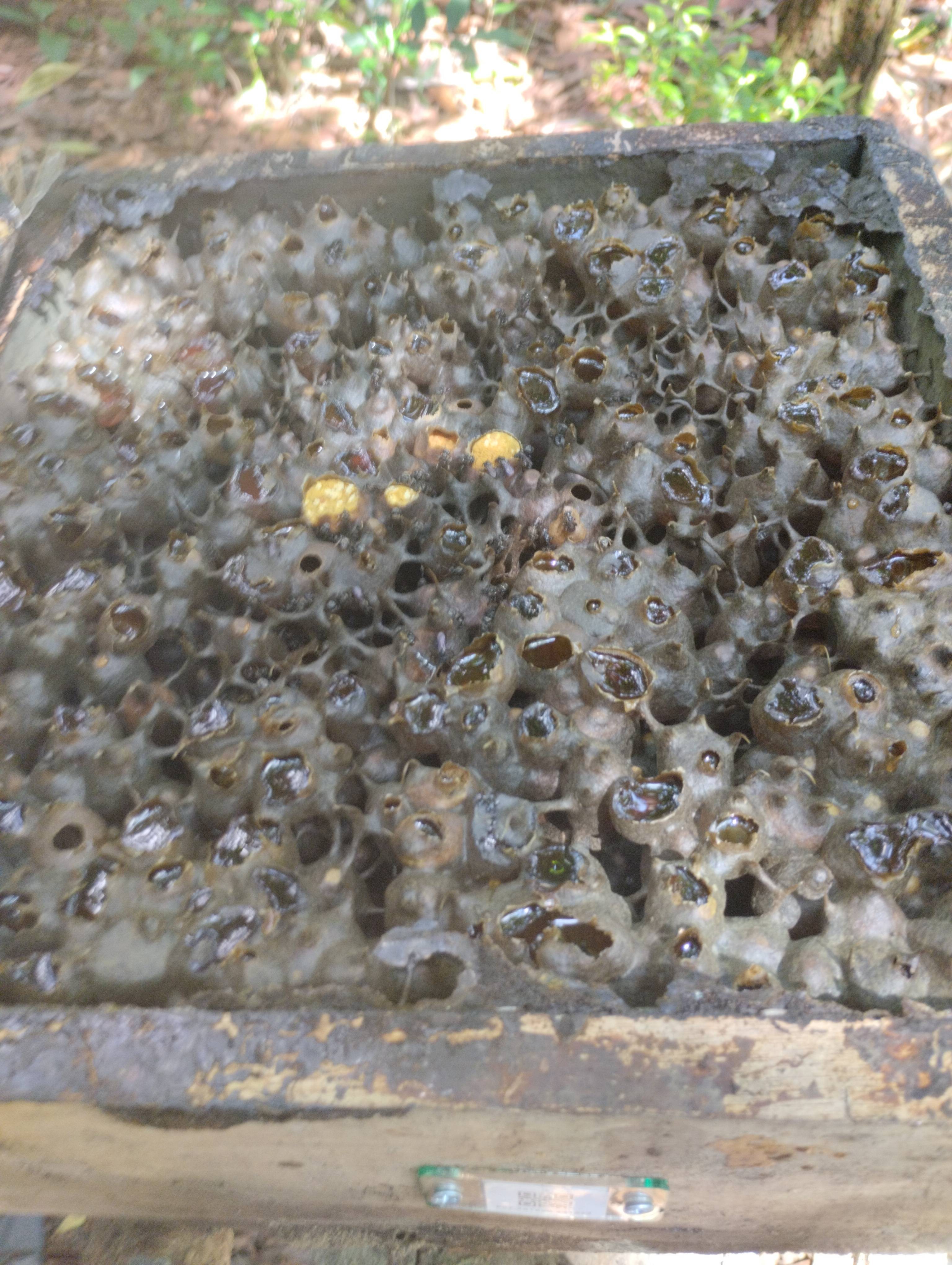 Hive #F57.2A1890.241923